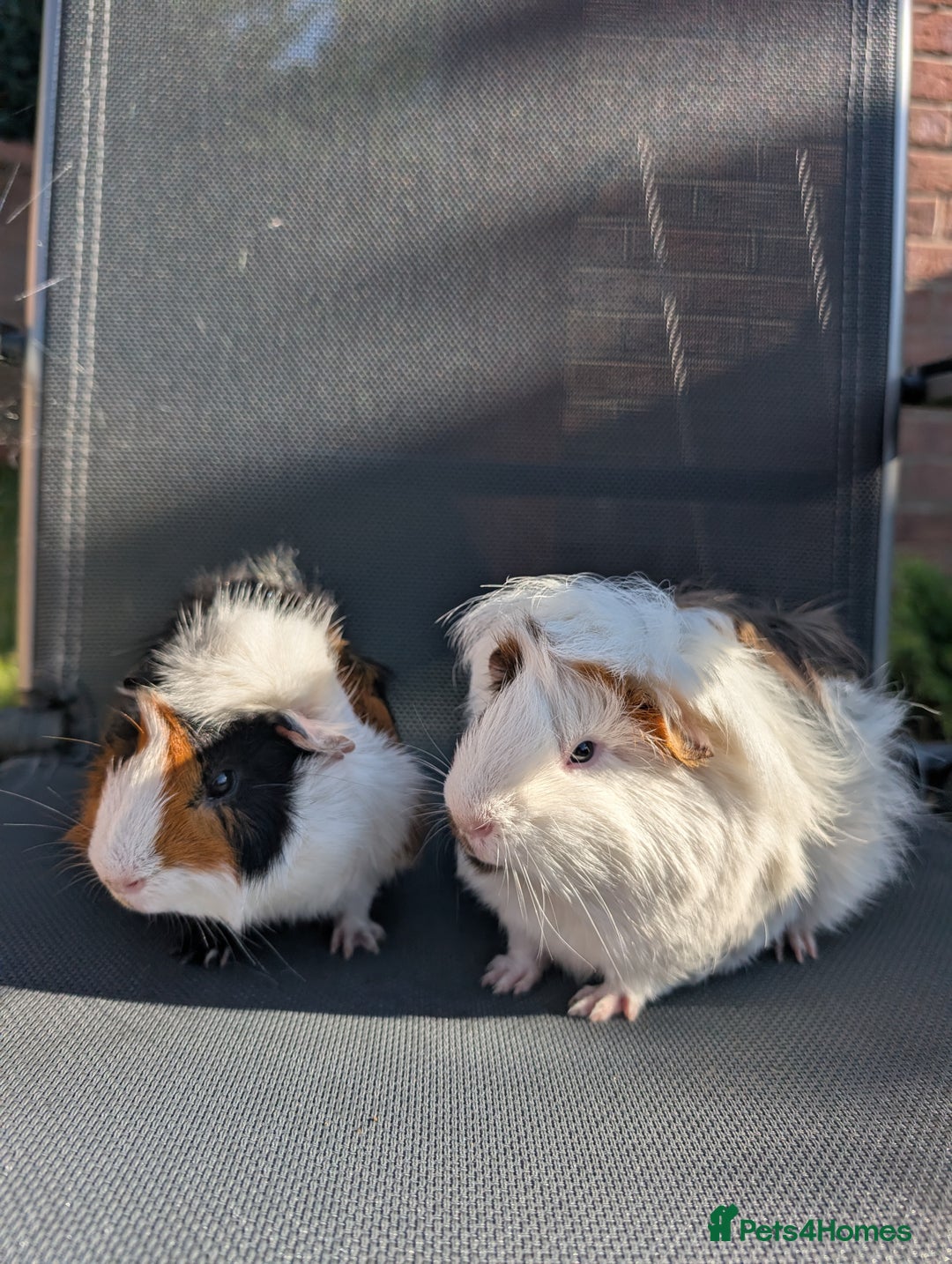 Guinea Pig rodents for sale: Two bonded Guinea pigs - Image 2