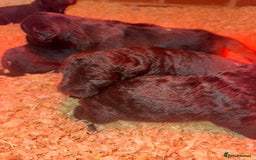 Mixed Breed dogs for sale: Bedlington x whippet Lurcher pups - Image 7
