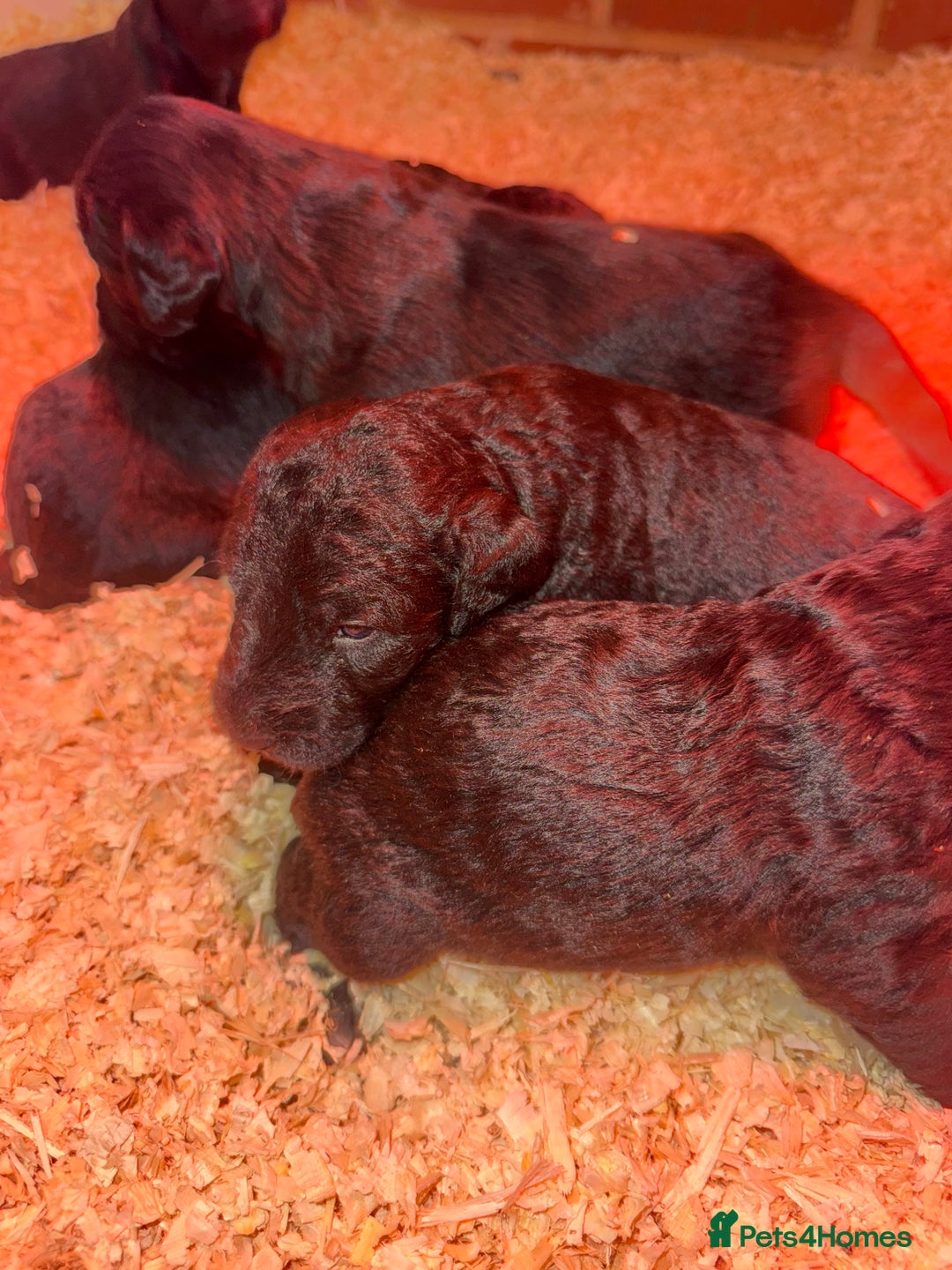 Mixed Breed dogs for sale: Bedlington x whippet Lurcher pups - Image 7