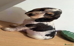 Cocker Spaniel dogs for sale: Cocker spaniel puppy(ziggy) - Advert 2