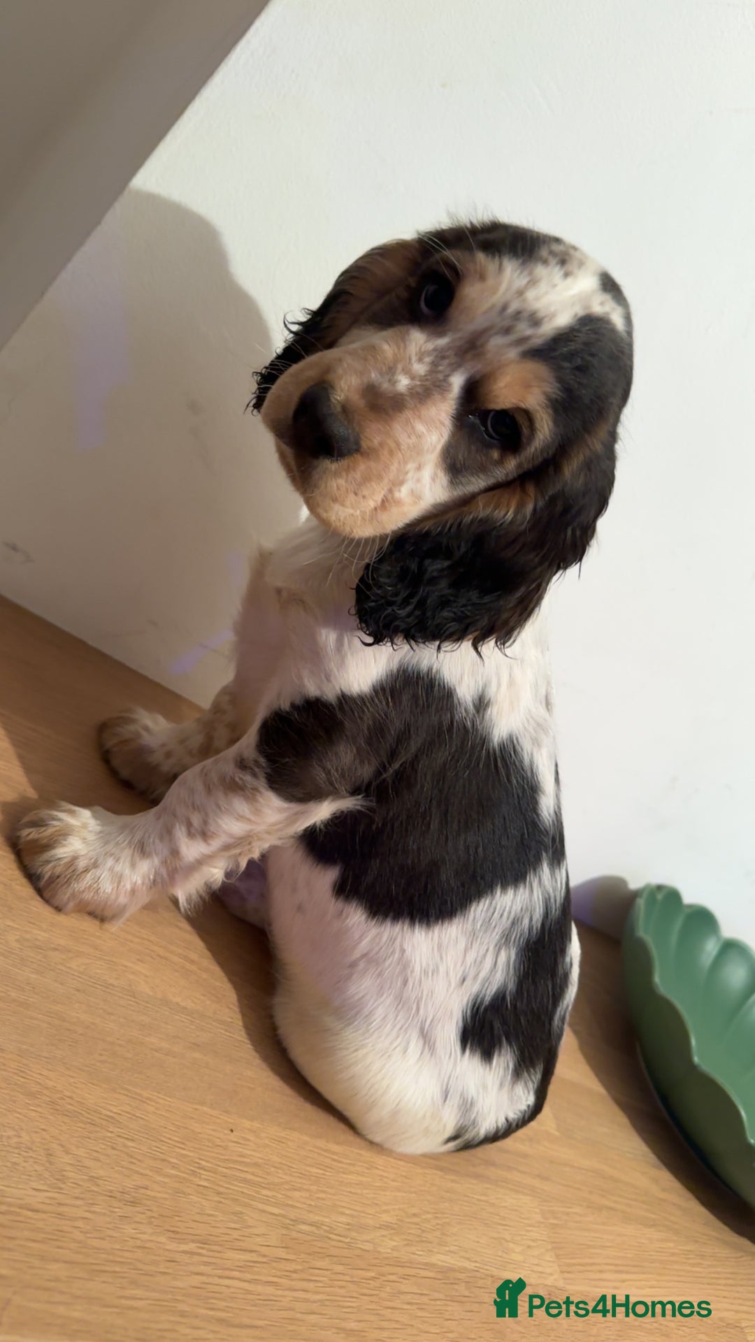 Cocker Spaniel dogs for sale: Cocker spaniel puppy(ziggy) - Advert 2