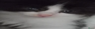 Mixed Breed Kitten 3