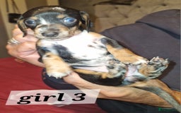 Dachshund dogs for sale: 7 beautiful dachshunds puppys - Image 6