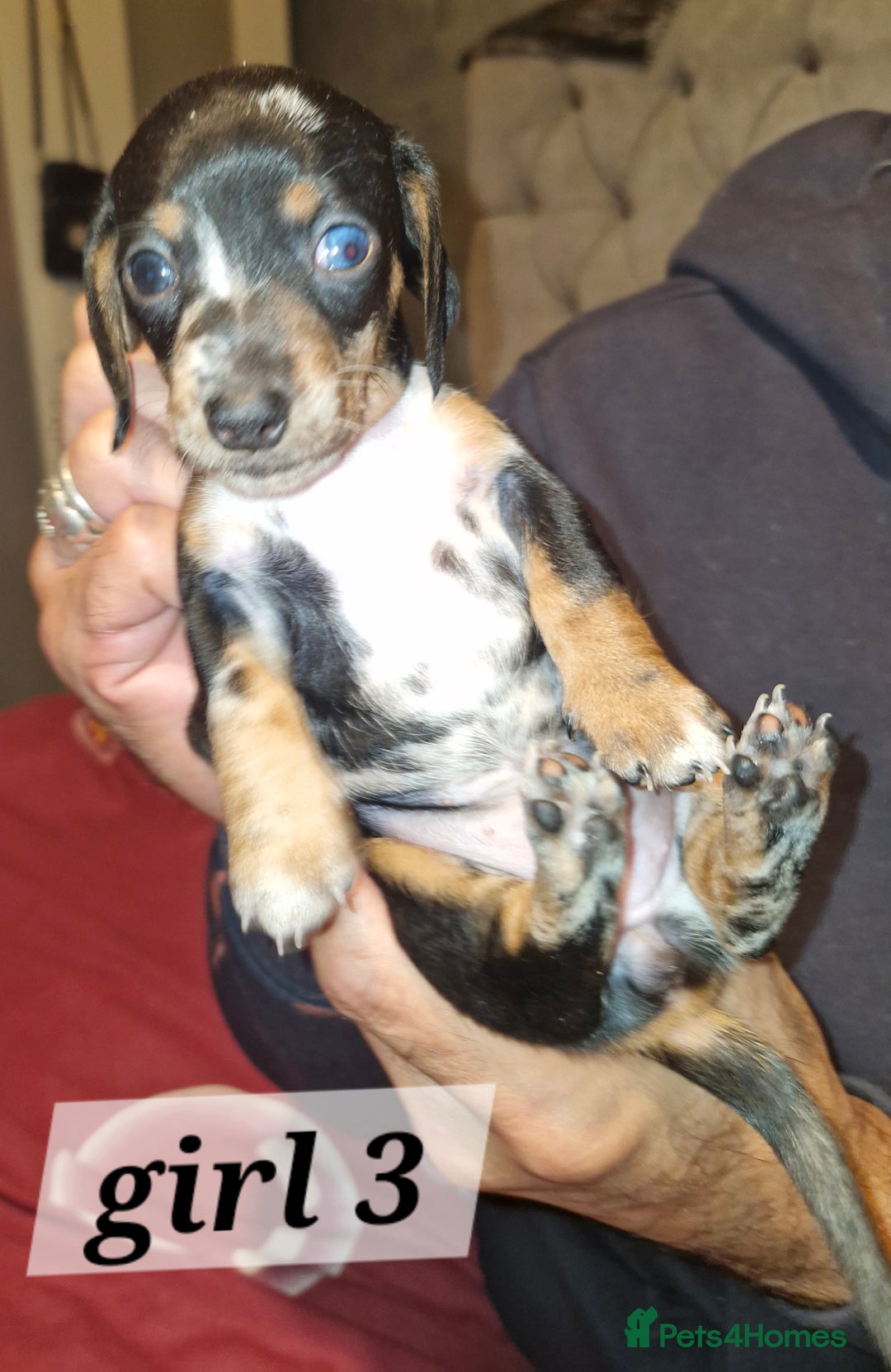 Dachshund dogs for sale: 7 beautiful dachshunds puppys - Image 6