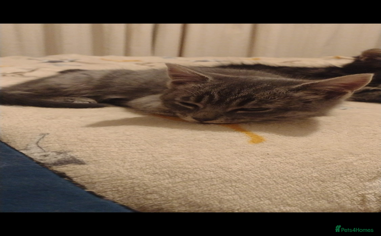 Mixed Breed cats 2 lovely kittens  - Advert 1