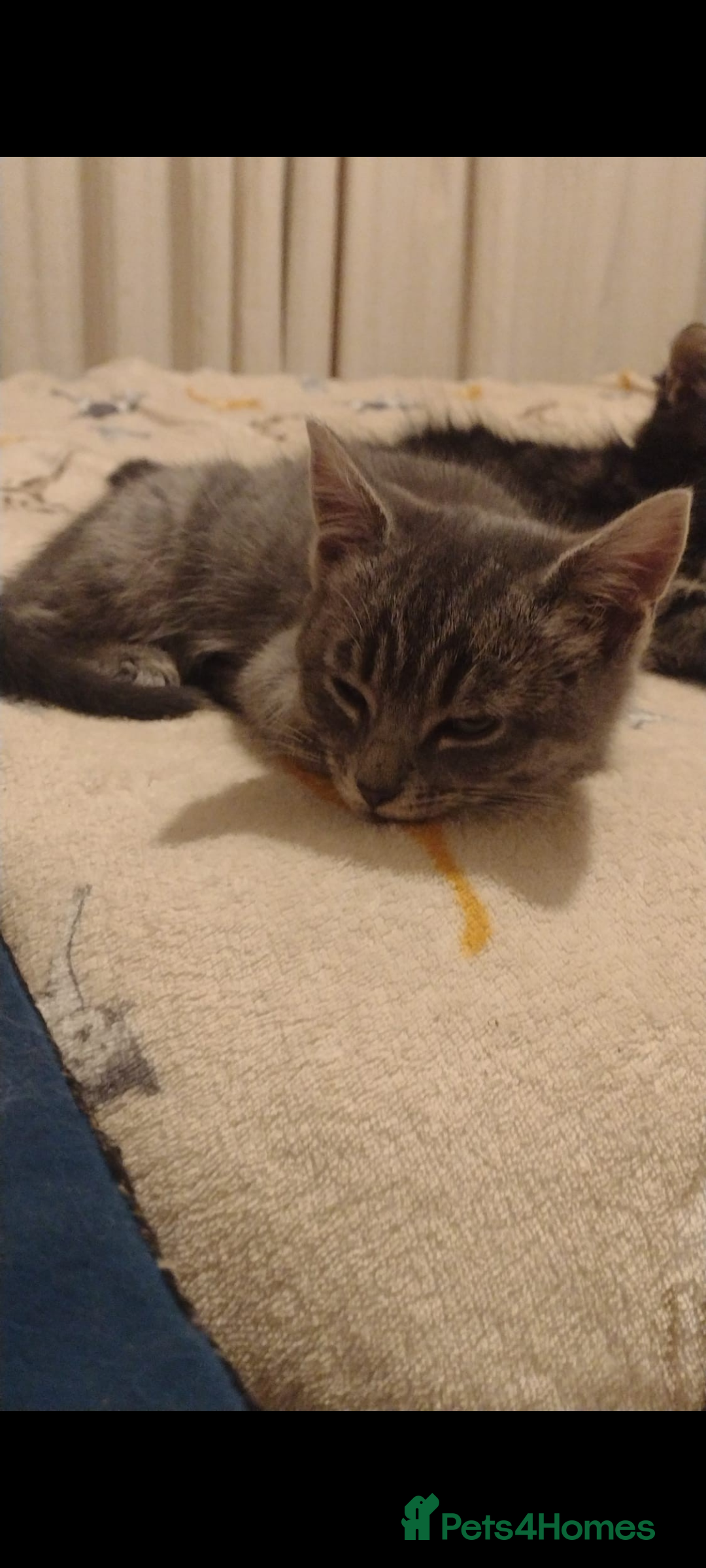 Mixed Breed cats for sale: 2 lovely kittens  - Advert 1