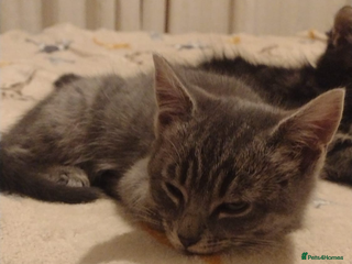 Mixed Breed cats 2 lovely kittens - Advert 2