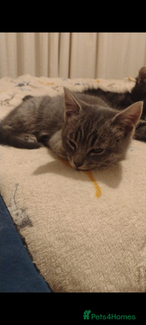 Mixed Breed cats 2 lovely kittens - Advert 1