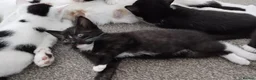 Mixed Breed cats for sale: Tuxedo black and white kittens - Advert 19