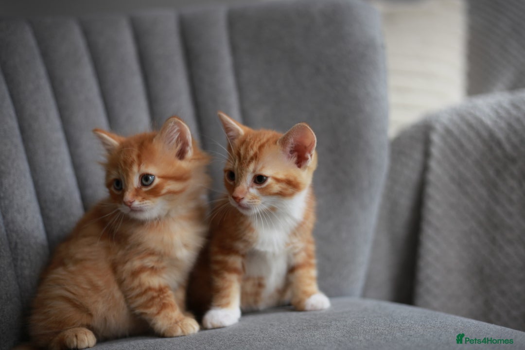 Mixed Breed cats for sale: Gorgeous Ginger Kittens - Image 3