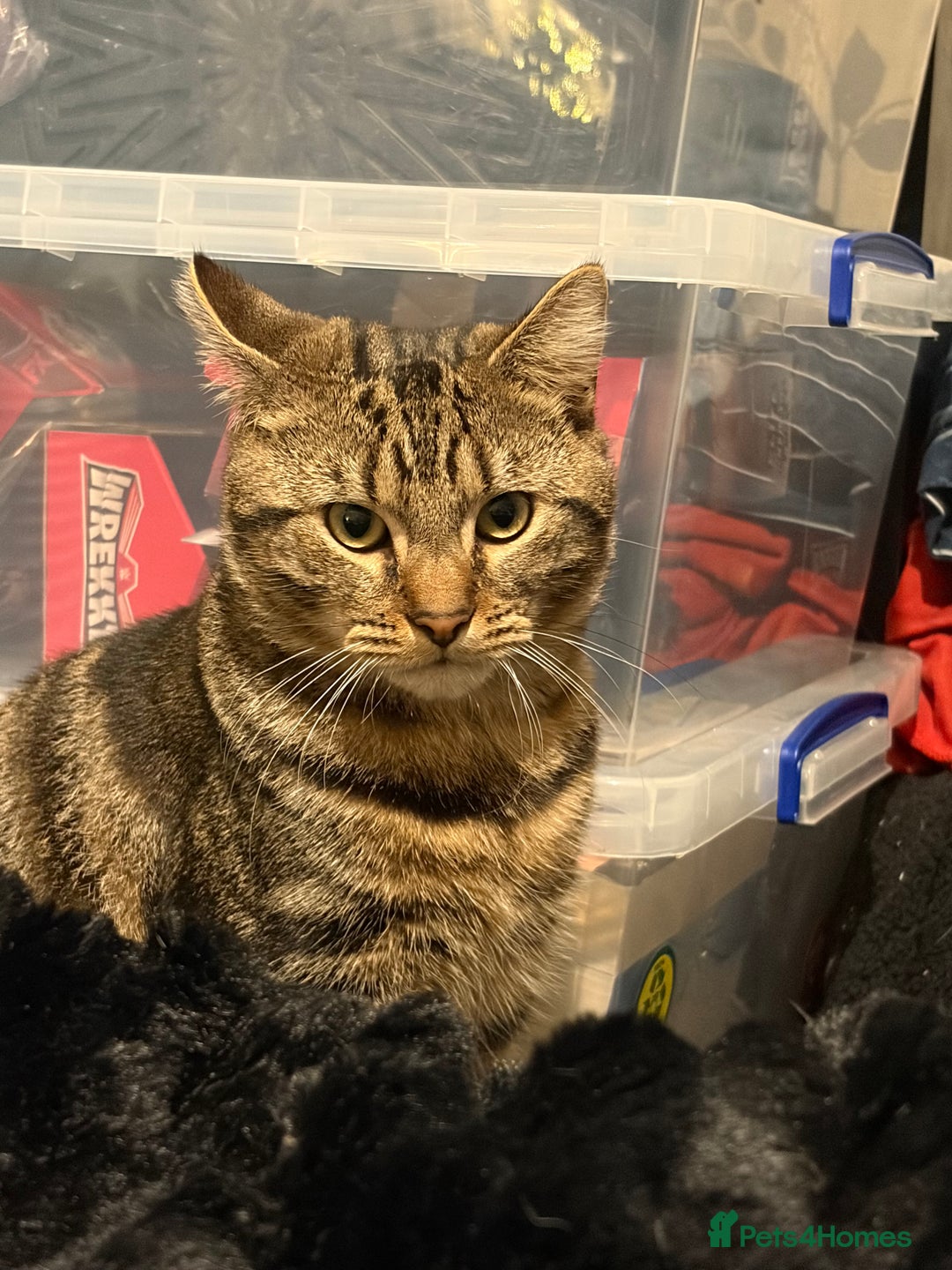 Mixed Breed cats for sale: Brothers £500 for both together  - Advert 5