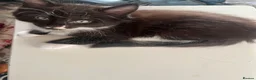 Maine Coon cats for sale: Maine Coon Kittens  - Advert 30