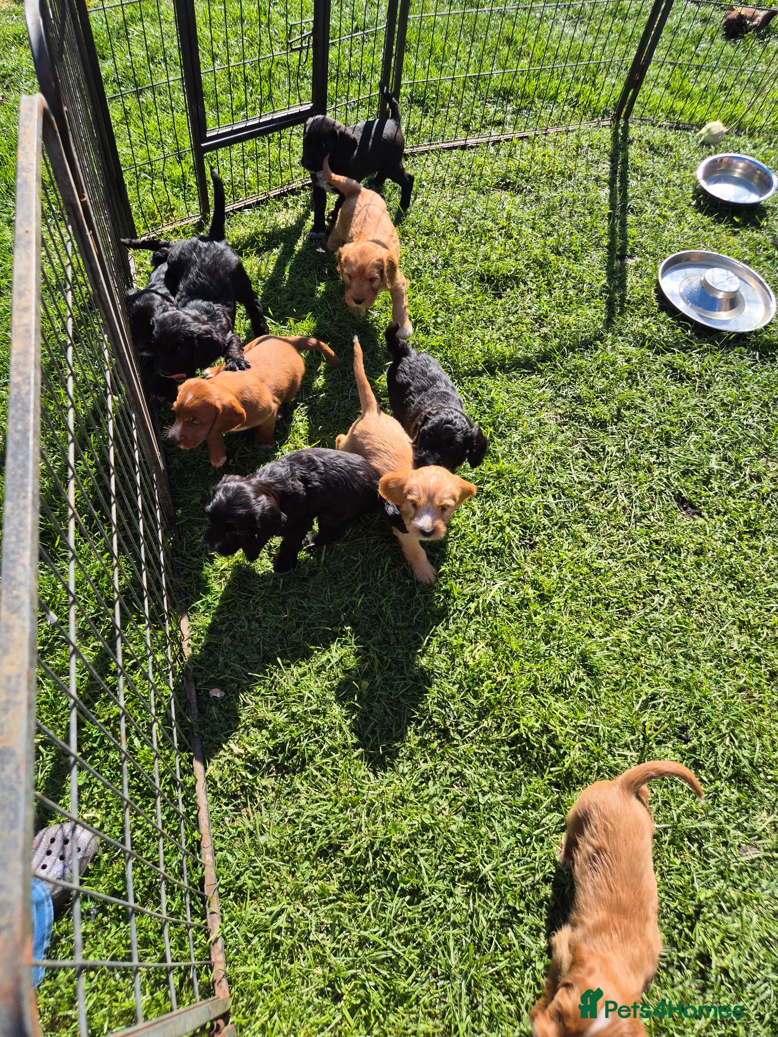 Mixed Breed dogs *only 2 left * Labradoodle Puppies 🐶  - Advert 1