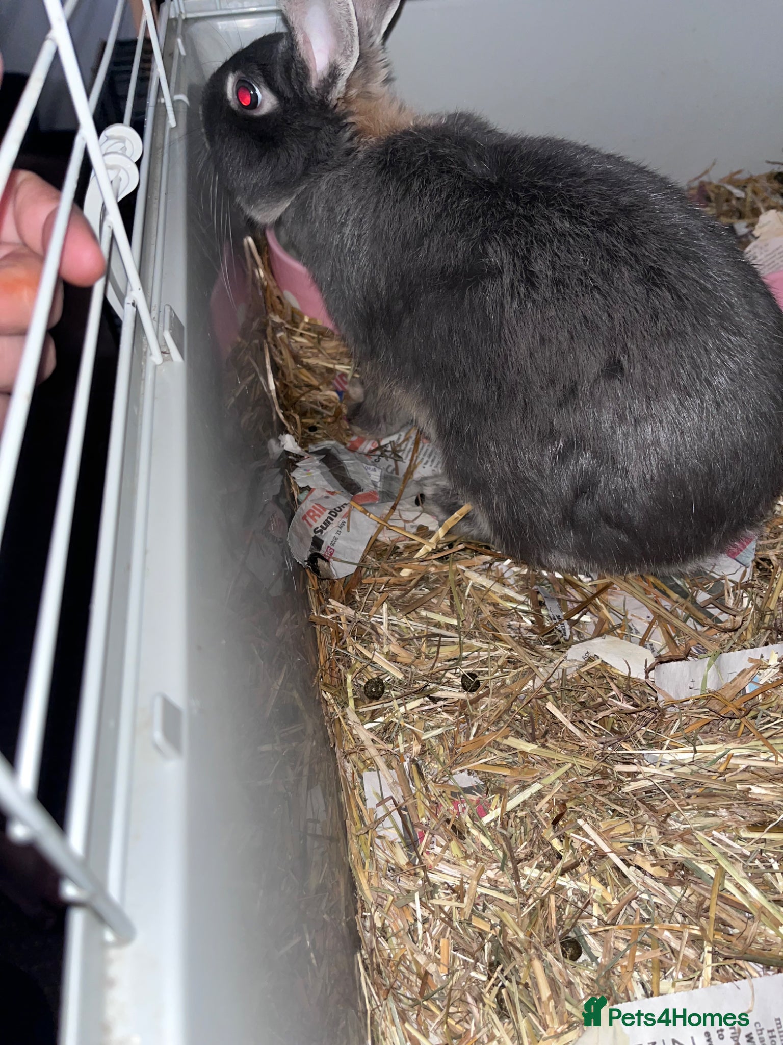 Mini Lion Lop rabbits for sale: Mini lop x double manned lion  in Nottingham - Advert 5