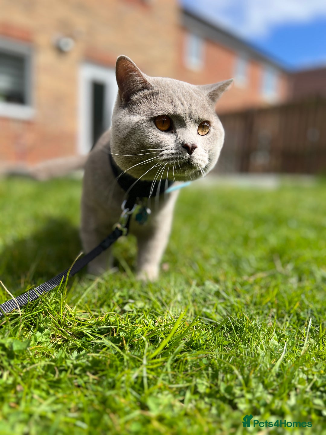 British Shorthair cats for sale: Mr Oxi and Mrs Kiki  - Image 2
