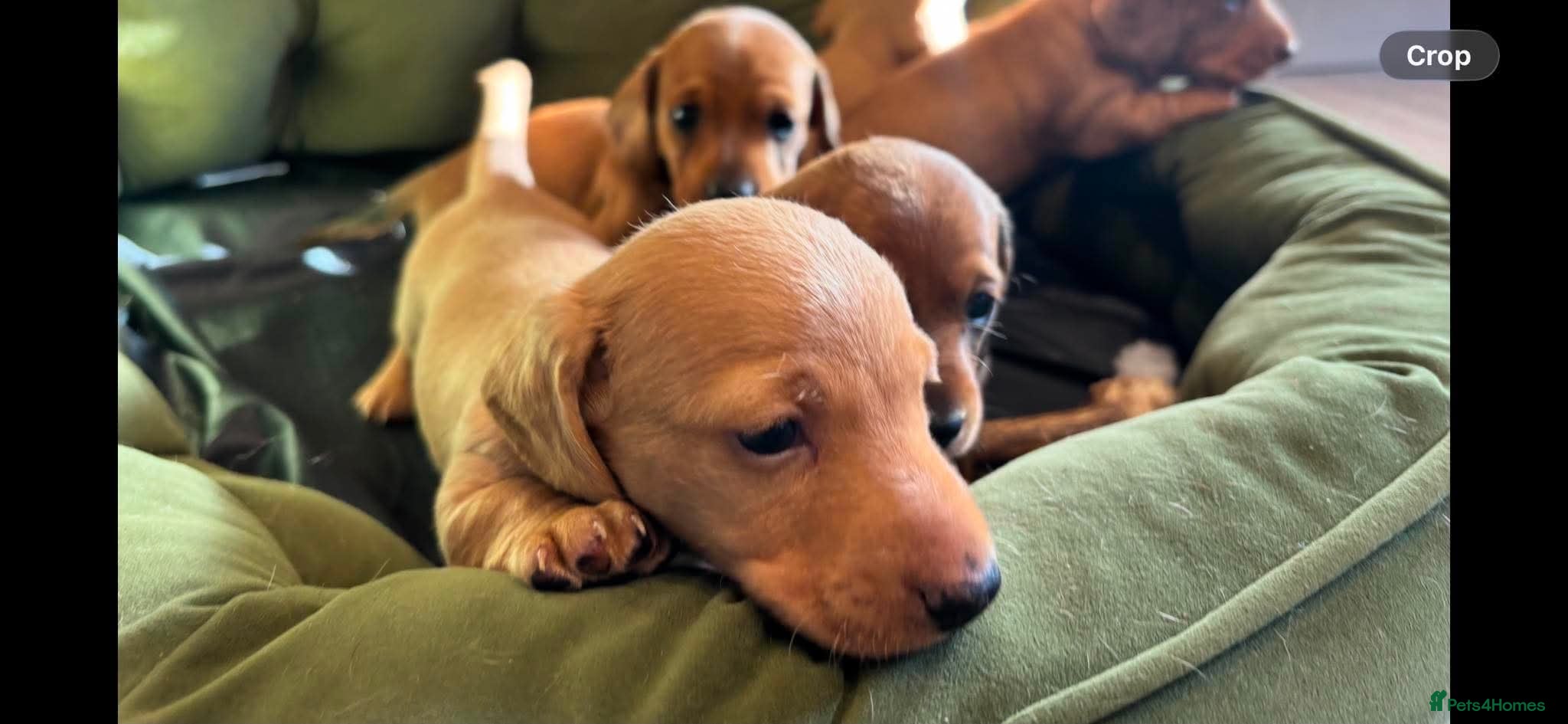 Miniature Dachshund dogs Gorgeous miniature smooth coated dachshunds  - Advert 12