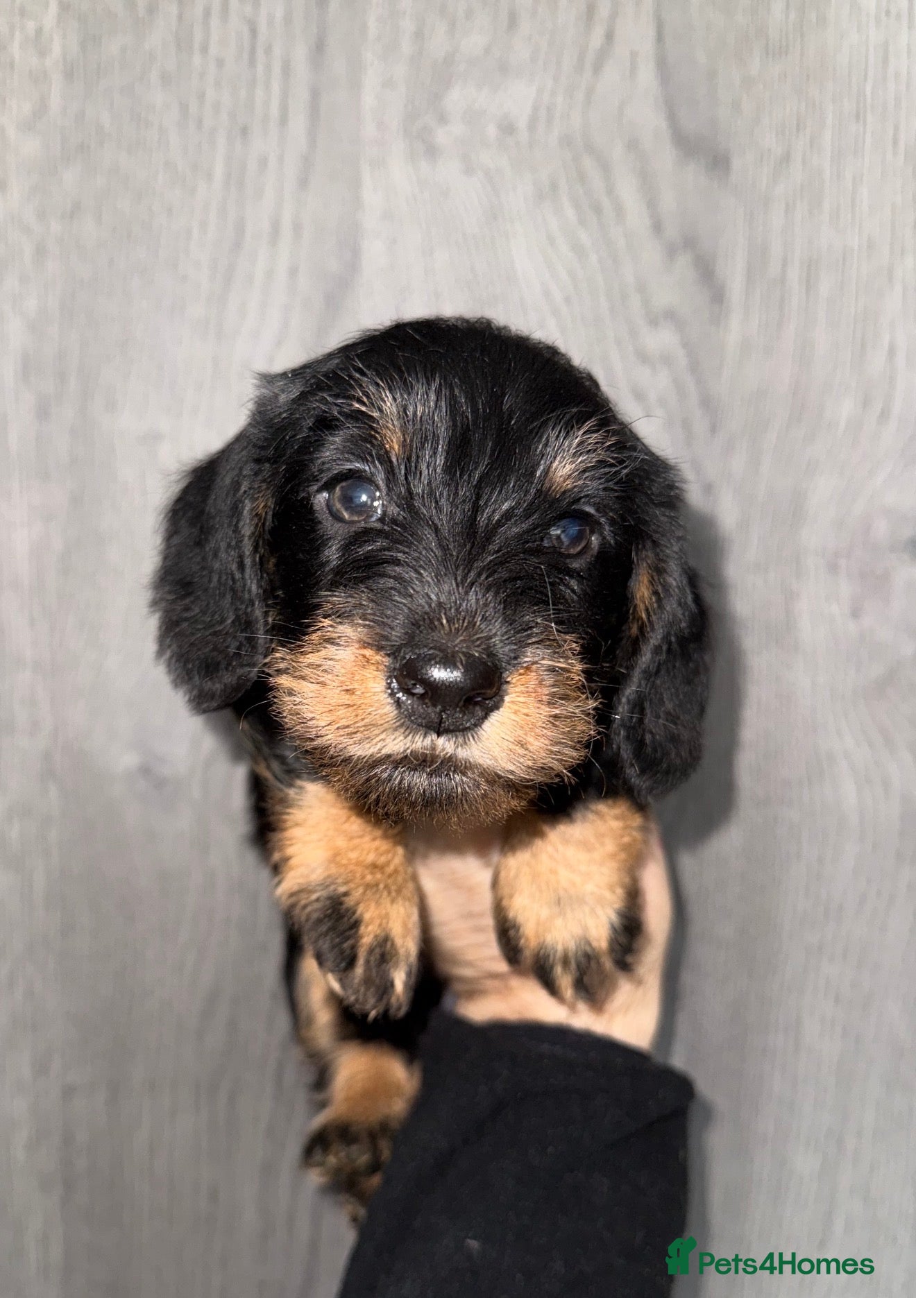 Miniature Dachshund dogs 🩷Beautiful Mini Wire Haired Dachshund Puppies🧡 - Advert 1