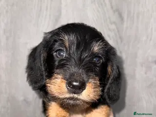 Miniature Dachshund dogs 🩷Beautiful Mini Wire Haired Dachshund Puppies🧡 - Advert 5