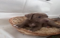 American Bully dogs for sale:  Medium Bully Puppies–XL are banned, these are NOT - Image 26