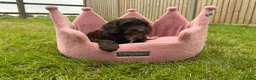 Cockapoo dogs for sale: Stunning F1 Cockapoos looking for 5⭐️ homes!  - Advert 8