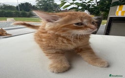 Mixed Breed cats for sale:  Ginger Kitten for sale - Image 4