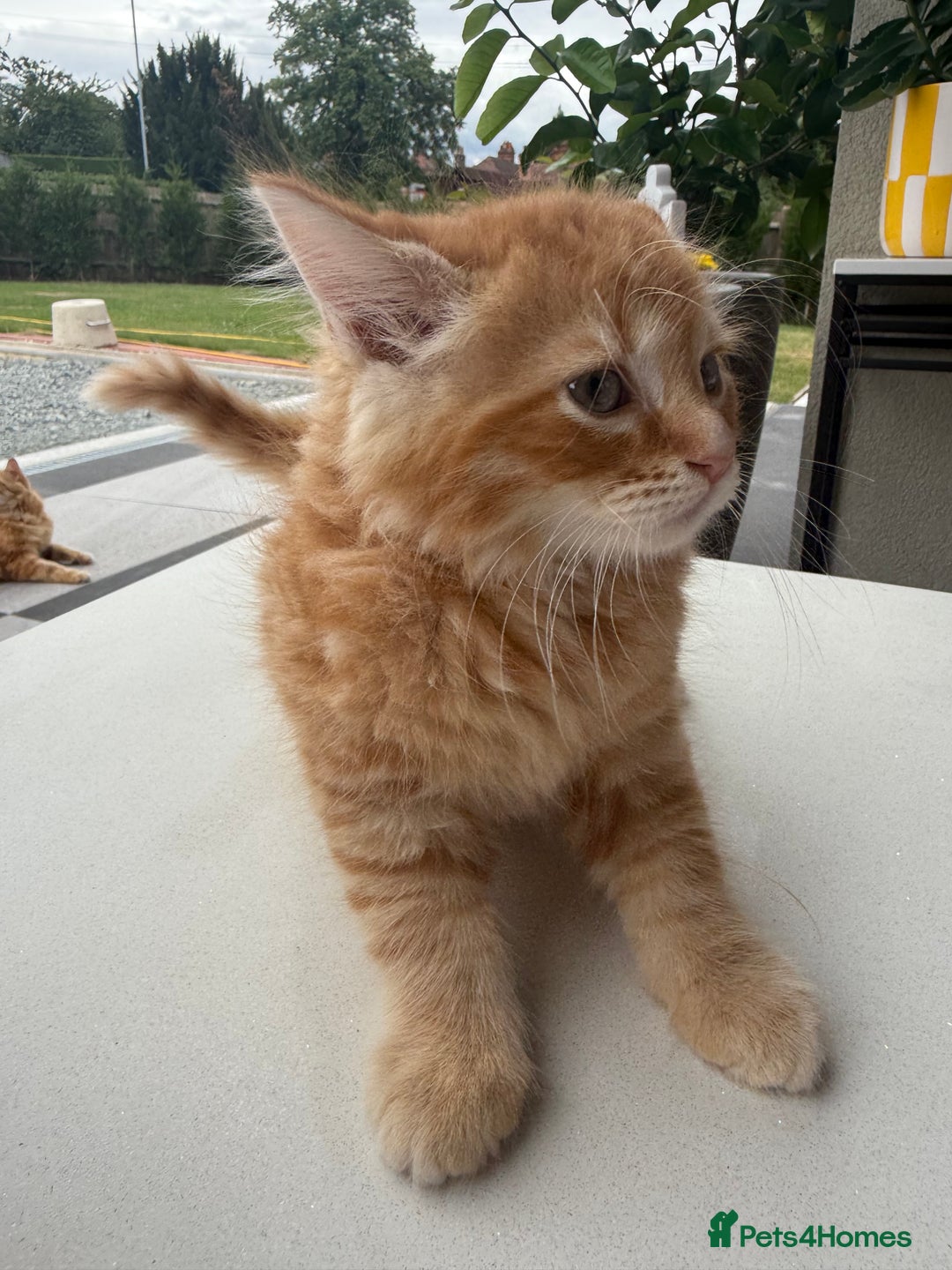 Mixed Breed cats for sale:  Ginger Kitten for sale - Image 4