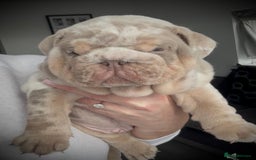 English Bulldog dogs for sale: Show-Stopping Lilac & Chocolate Merle Bulldog - Image 3