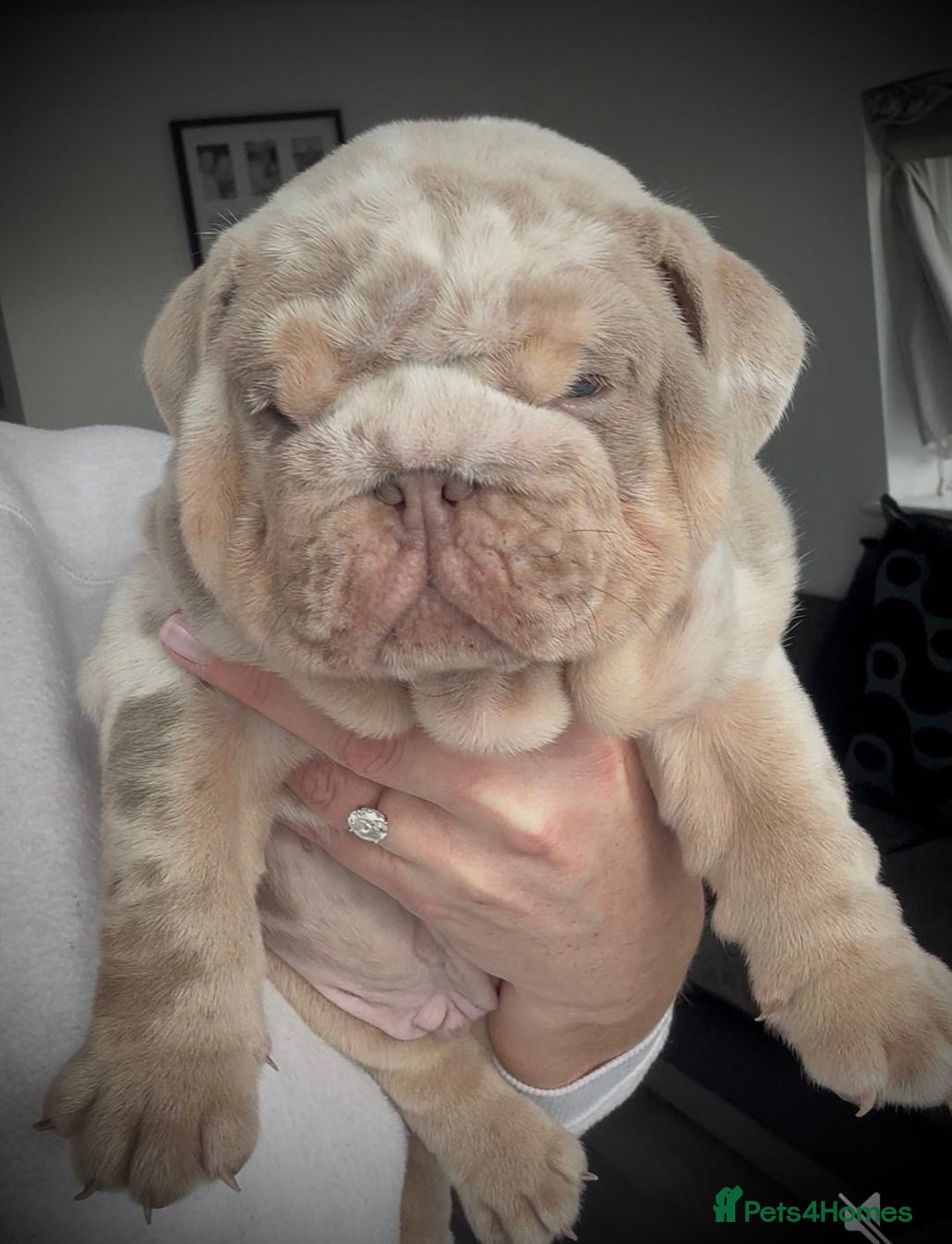 English Bulldog dogs for sale: Show-Stopping Lilac & Chocolate Merle Bulldog - Image 3