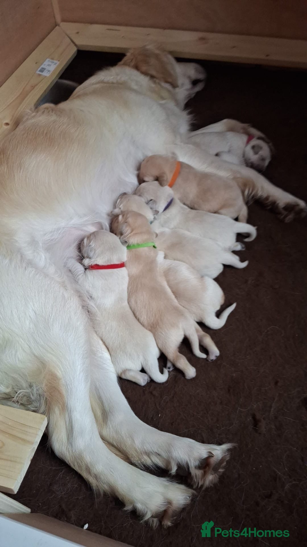 Goldador dogs for sale: Goldadors from KC registered parents  - Advert 1