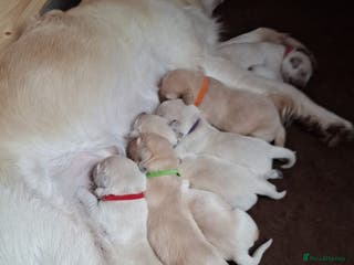 Goldador dogs Goldadors from KC registered parents - Advert 5