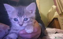 Maine Coon cats for sale: Main coon/ British short hair mix - Image 13