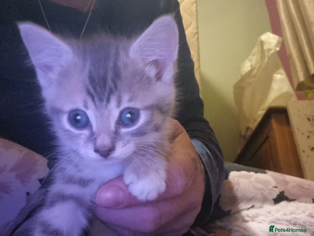 Maine Coon cats for sale: Main coon/ British short hair mix - Image 13