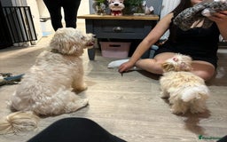 Mixed Breed dogs for adoption: 💙🐶 TEDDY 🐶💙 - Image 3