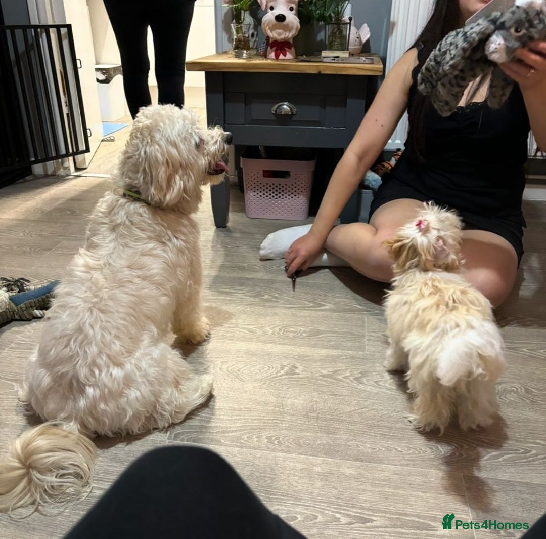 Mixed Breed dogs for adoption: 💙🐶 TEDDY 🐶💙 - Image 3