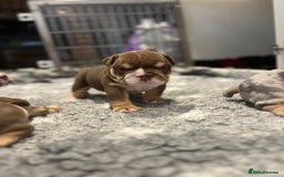 English Bulldog dogs for sale: Chunky English Bulldog Puppies  - Image 19