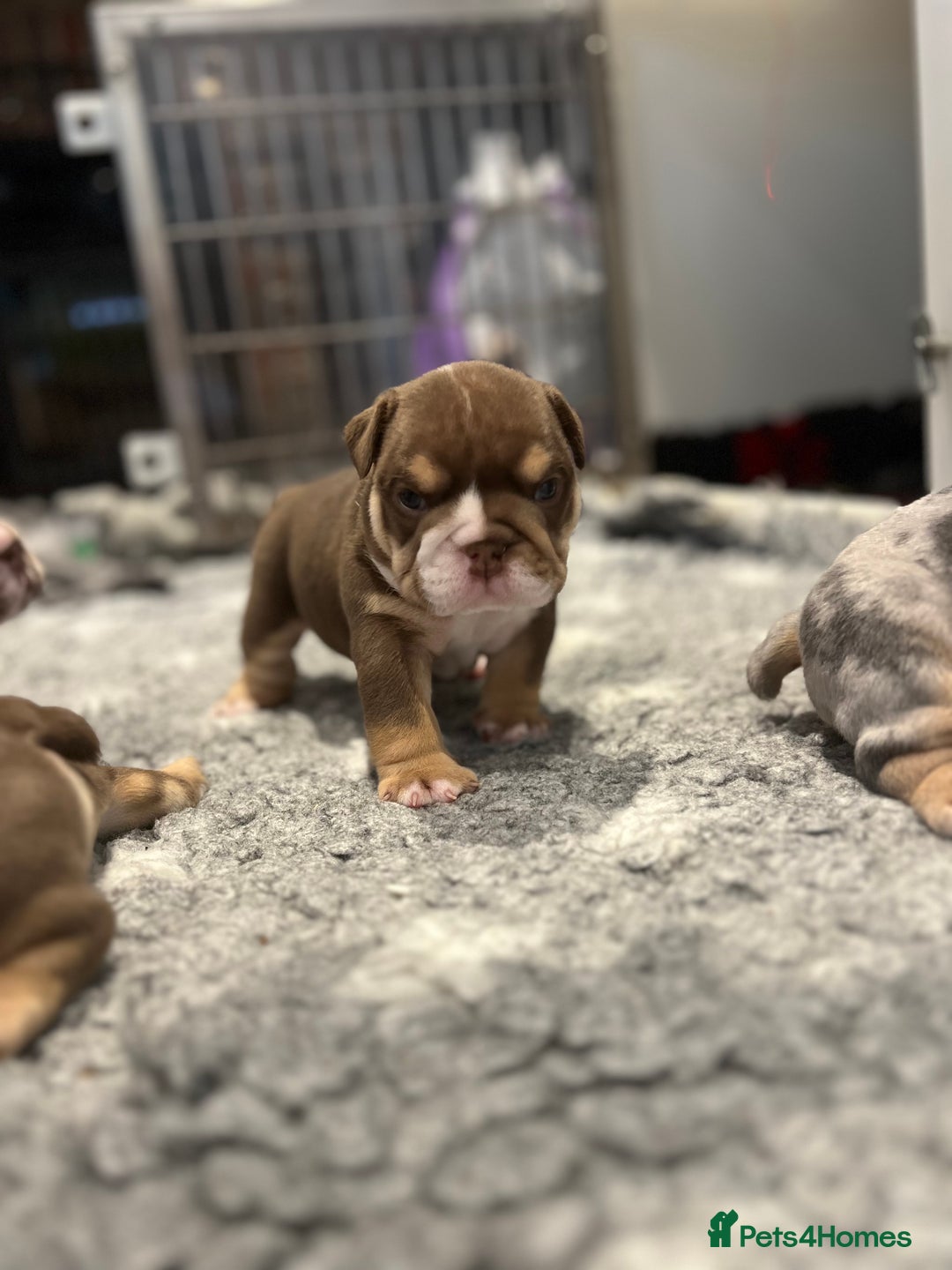 English Bulldog dogs for sale: Chunky English Bulldog Puppies  - Image 19