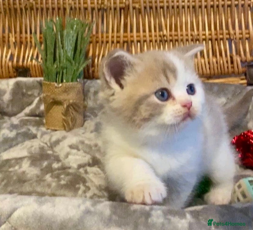 Scottish Fold cats 🧸😻CHAMPION LINE TICA ACTIVE SCOTTISH/BSH😻🧸 - Advert 4