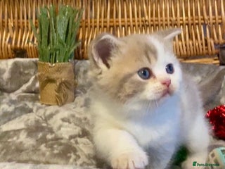 Scottish Fold cats 🧸😻CHAMPION LINE TICA ACTIVE SCOTTISH/BSH😻🧸 - Advert 4