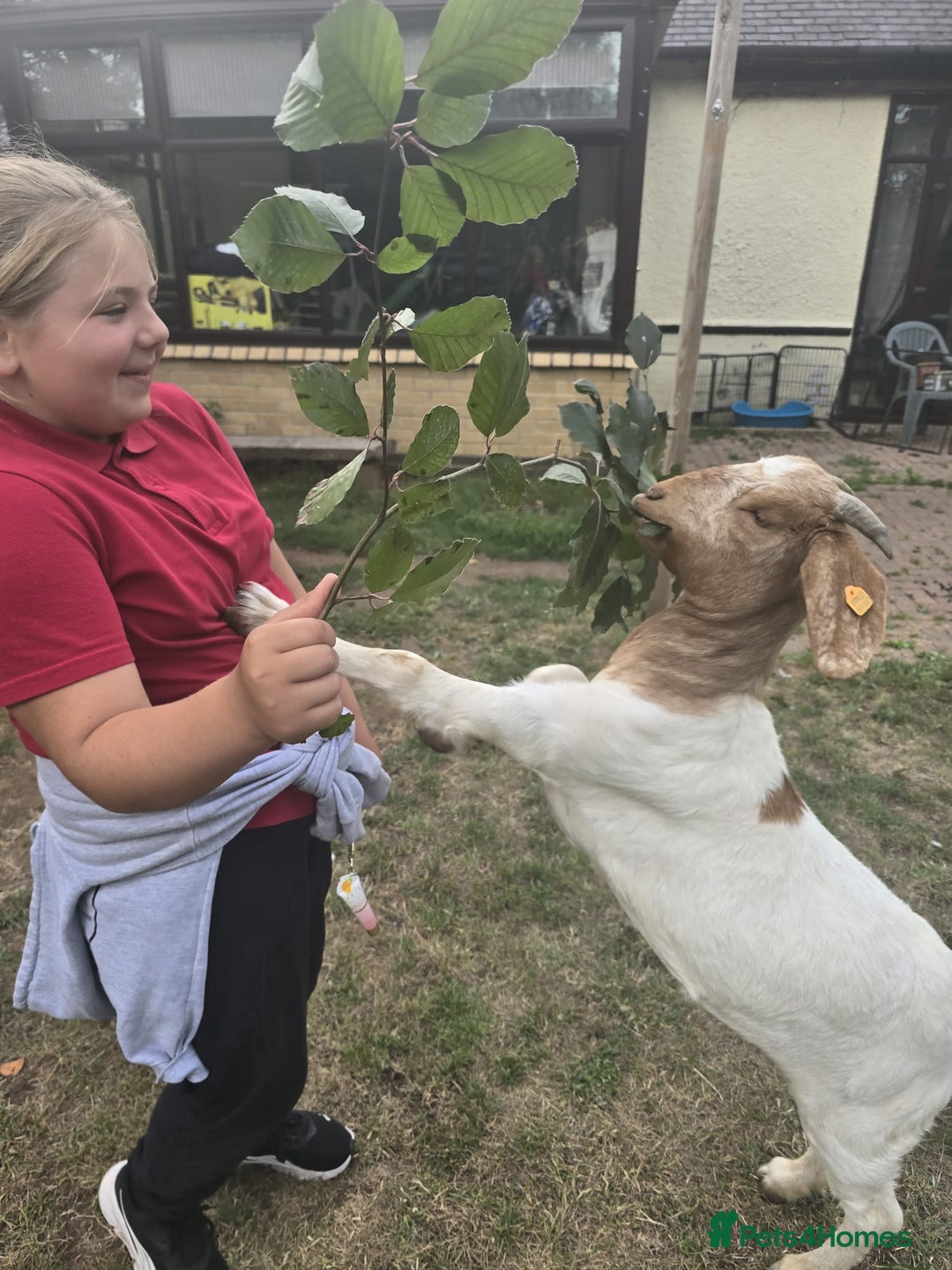 Goats livestock for sale: Pedigree Registered Female Boer Goats  - Image 7