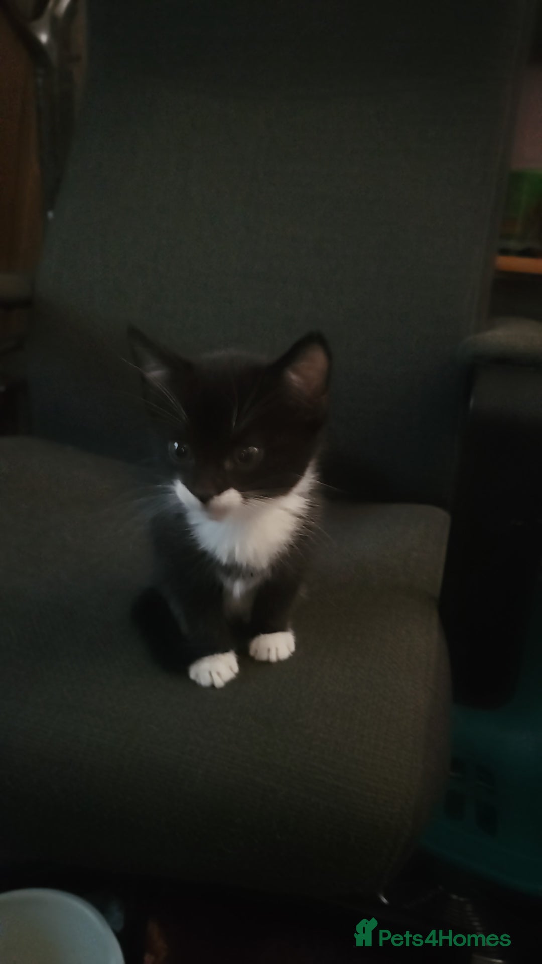 British Shorthair cats for sale: Gorgeous kittens. Boys/girls Can deliver. £60 ono - Advert 11