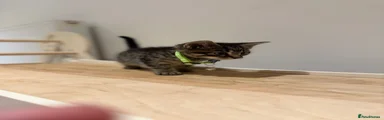 Green collar (Marvin) (boy) (tabby)