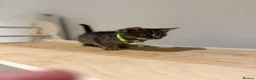 Domestic Shorthair cats for sale: Kittens - Advert 4
