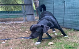 Mixed Breed dogs for adoption: Meet DIESEL, a smart Boy for the Right Loving Home - Advert 19