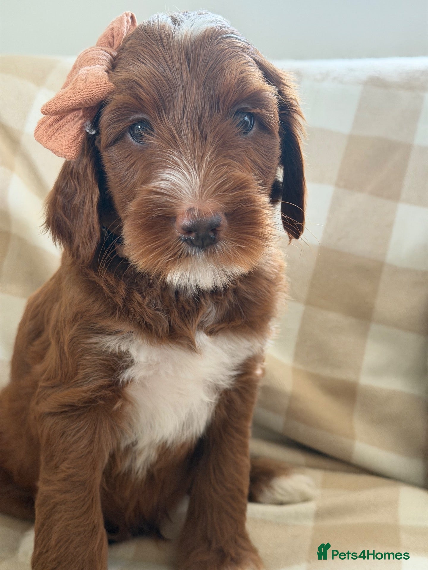 Mixed Breed dogs Australian Labradoodles RED/ WHITE TUX Girls  - Advert 3