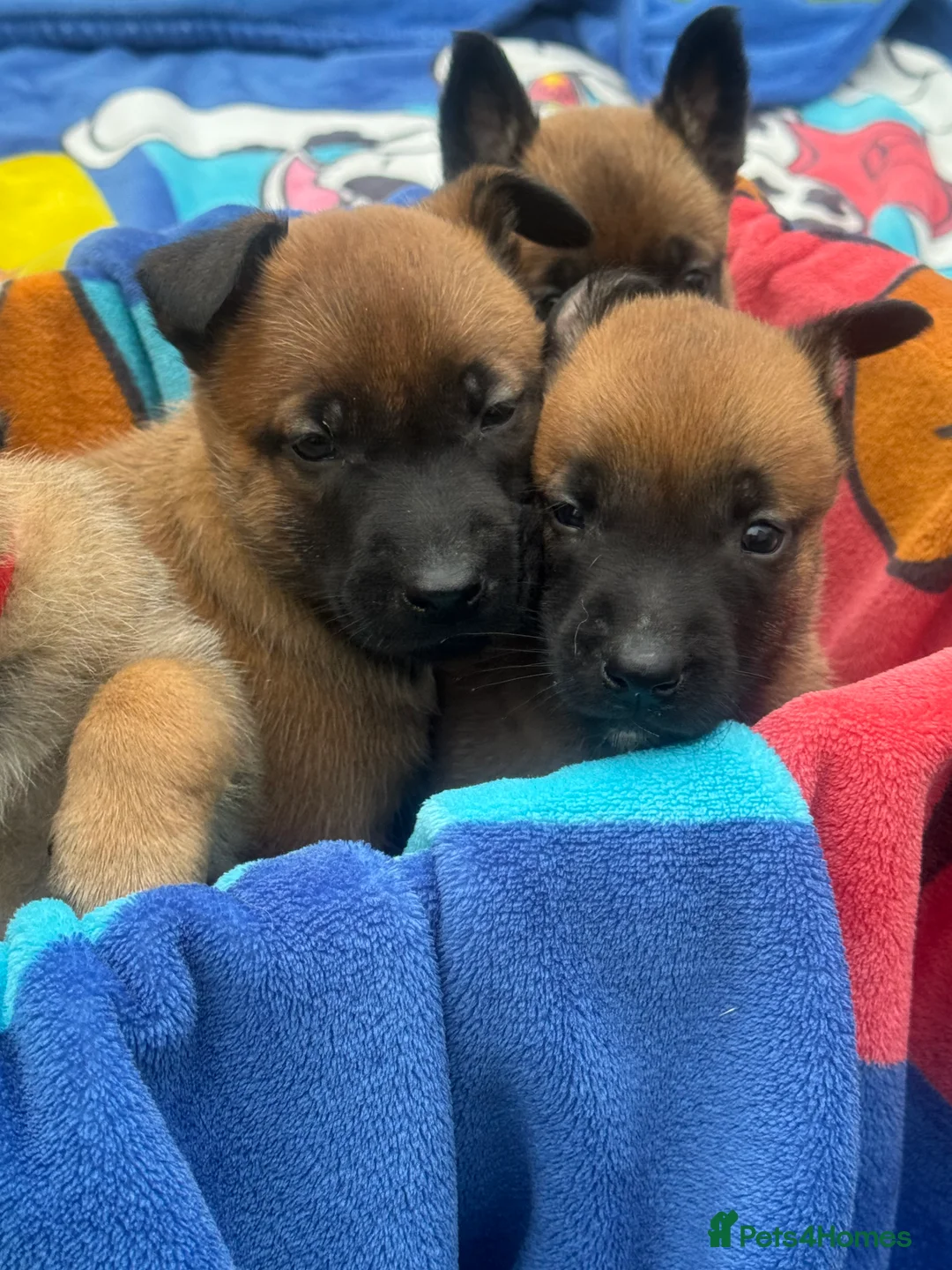 Belgian Shepherd Dog dogs for sale: Belgian Malinois Puppies - Advert 1