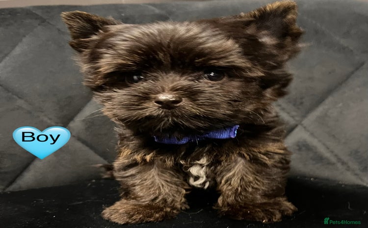 Yorkshire Terrier dogs - Advert 5