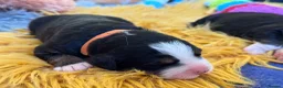 Bernese Mountain Dog dogs for sale: Beautiful Bernese Mountain Dog Puppies in Eye - Advert 3