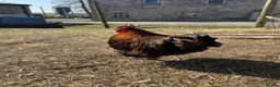 Chickens poultry for sale: 3x gold laced Orpington cockerels - Advert 4