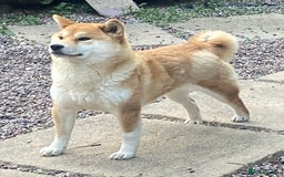 Japanese Shiba Inu dogs for sale: Stunning Japanese Shiba Inu Girl - Image 3