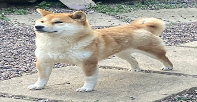 Japanese Shiba Inu dogs - Advert 1